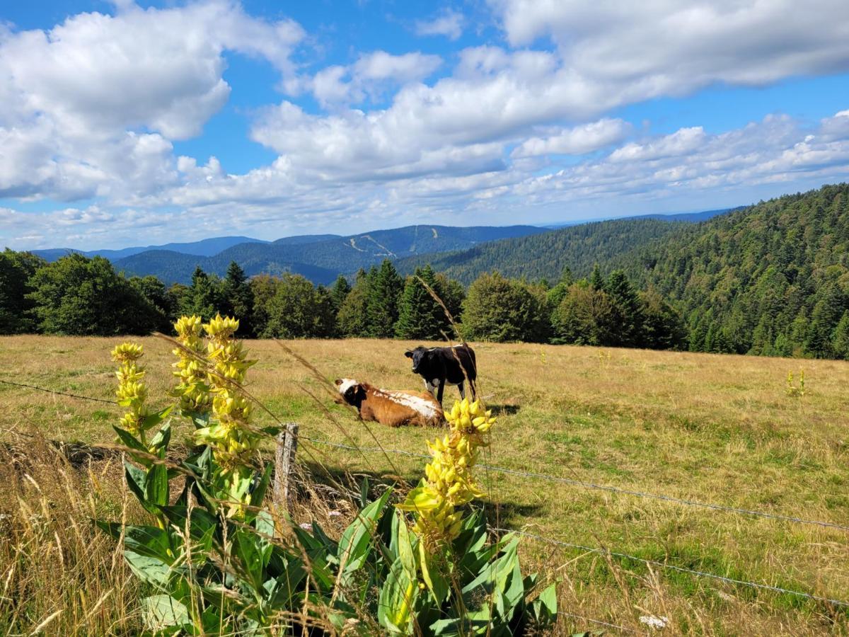 Appartement Chaleureux Au Coeur Des Hautes Vosges Вантрон Экстерьер фото